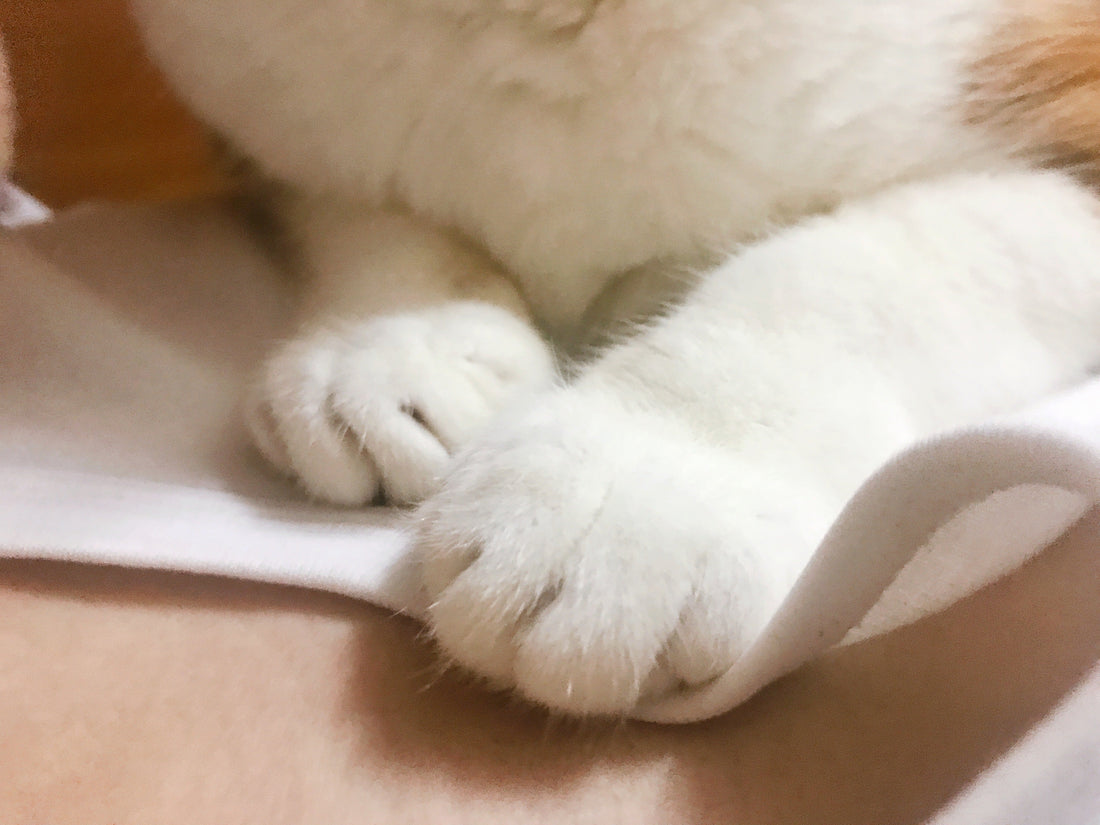 貓離世 該如何面對?店主自曝痛失愛寵經歷